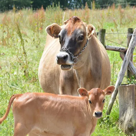 Cozy Near Houffalize