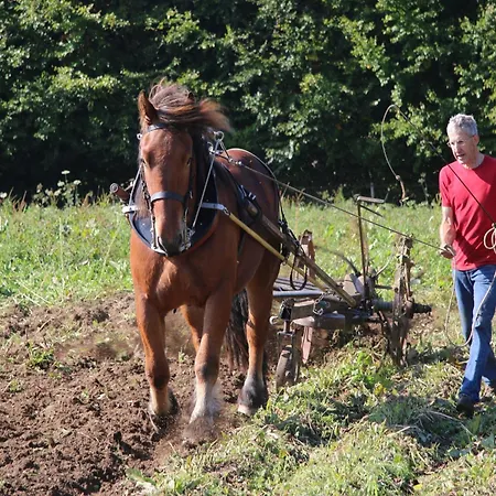 Cozy Near Houffalize *